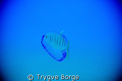 Stay away from my mobile home ! by Trygve Borge 